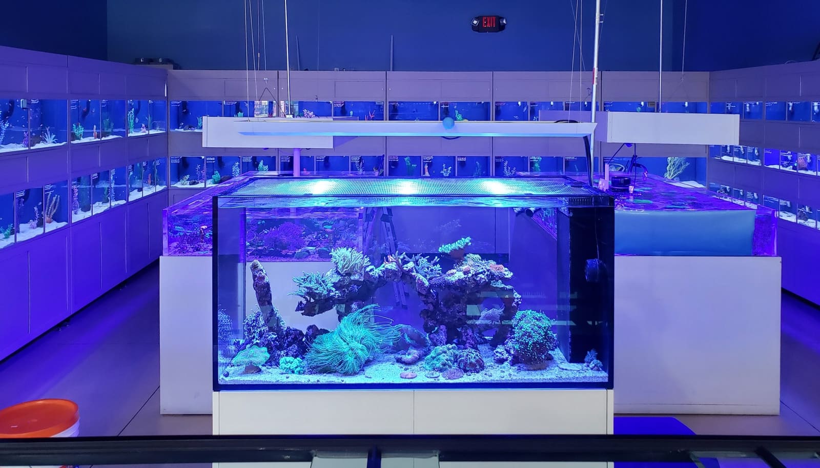 Blue Reef Aquatics